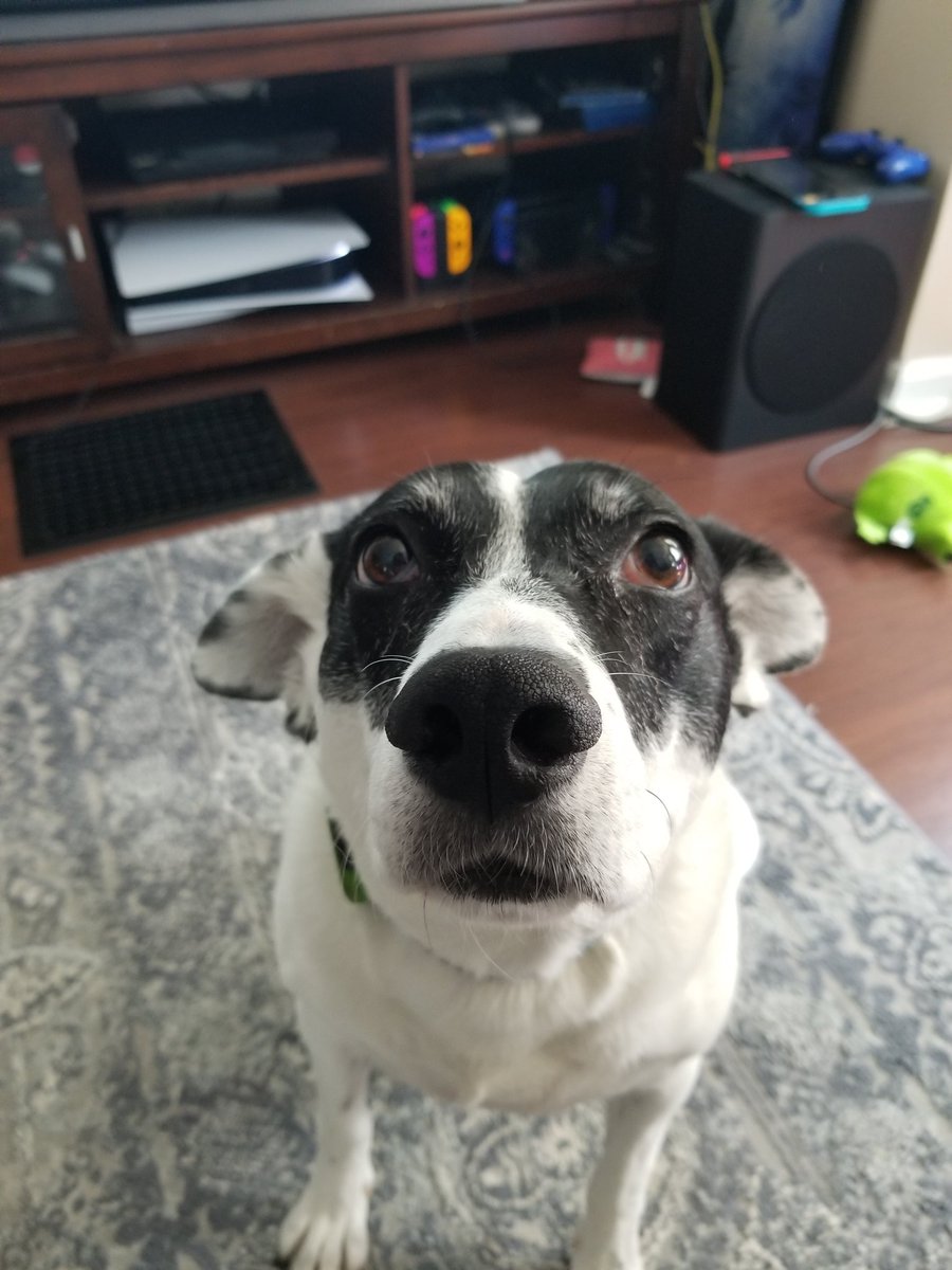 TribbleTroubles's tweet photo. @SteamforgedLtd This is TJ. He is my best friend and shadow. #AnimalAdventures https://t.co/viJ0tdGzXL