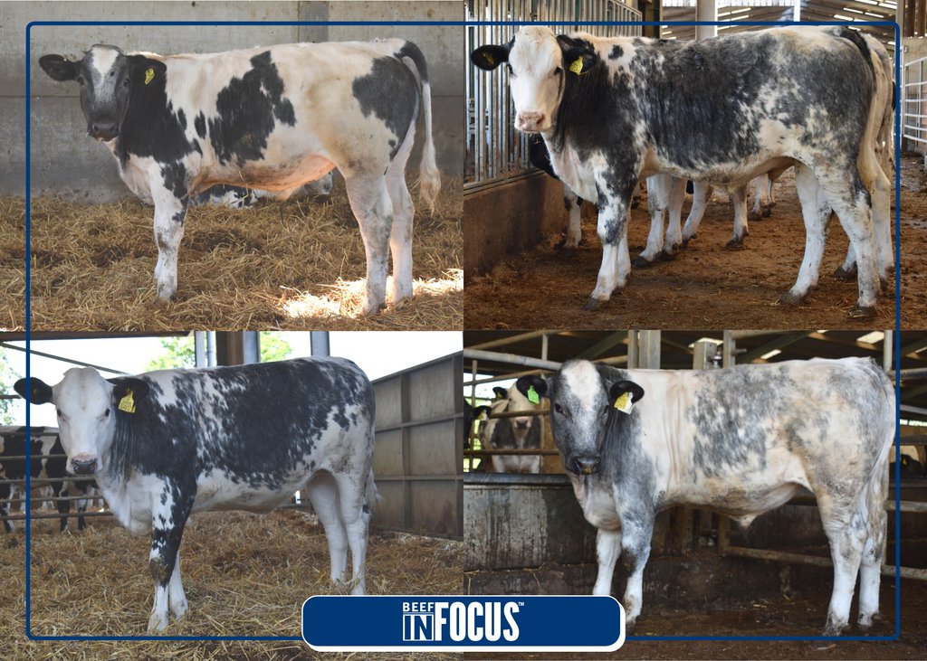 GenusABS's tweet photo. PROFIT, IT'S IN THE GENES!
Dairy farmers can produce Beef InFocus™️ British Blue calves that are up to £126/head more profitable for beef rearers and finishers!
Read more at: https://t.co/O33nDCjFFU
#BeefInFocus #NuEraProfit #ProfitItsInTheGenes https://t.co/XpihQkfkKg