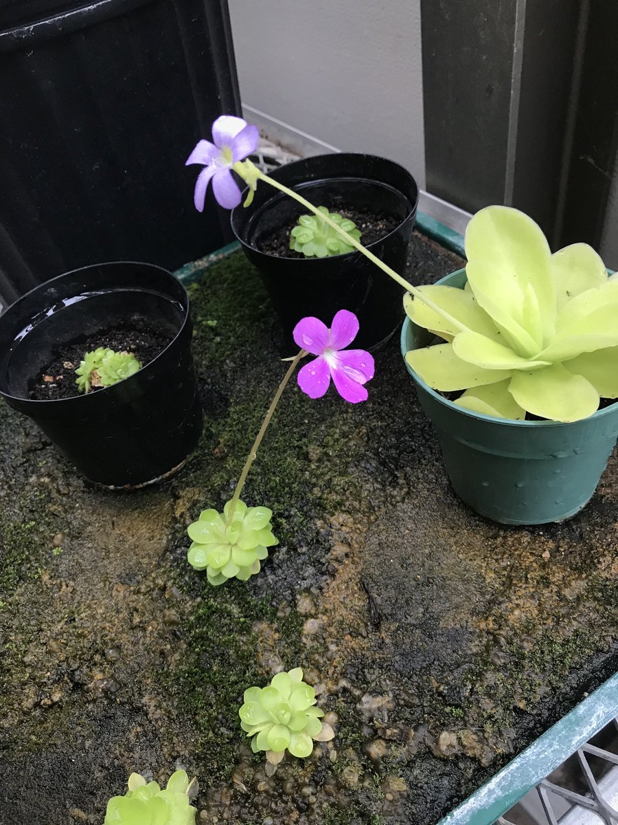 Adrian Bethel tweet media