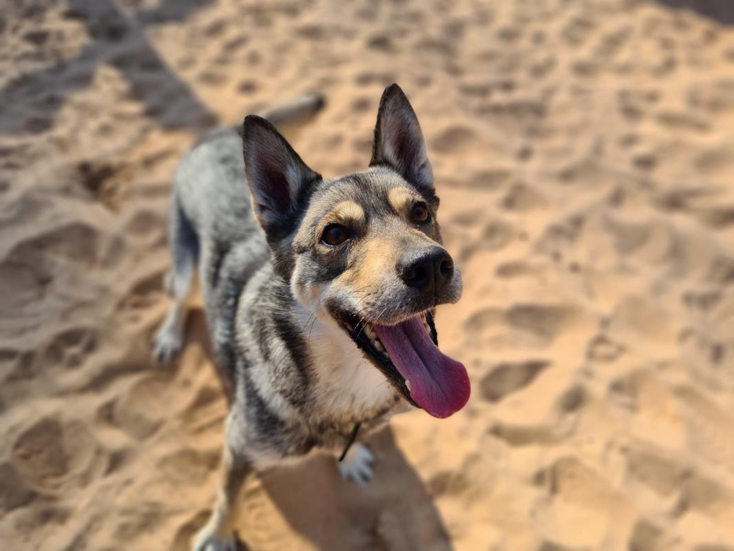 AdoptionsUk's tweet photo. Please retweet to help Eve find a home #Cardiff #Wales 

Aged 5-7, she can live with children aged 11+ best as the only pet, she would like to meet you a few times before going home?
DETAILS 👇
https://t.co/Ro8h5UtN6d
#dogs https://t.co/QKN2evsJE5