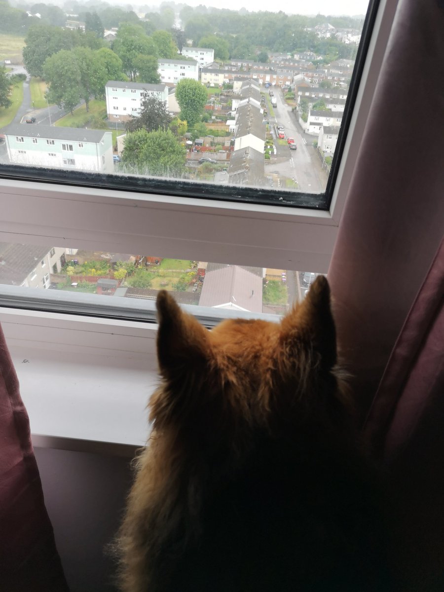 GS-Dodger tweet media