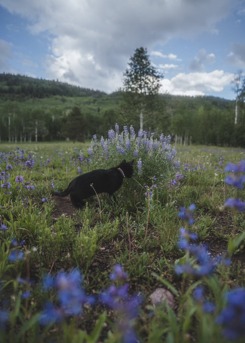 AdventureCatMoe's tweet photo. name something cuter than me playing in a patch of wildflowers, i’ll wait https://t.co/JitndMSUit