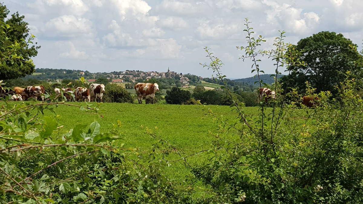 framboise314's tweet photo. Pour changer des poti chats 😉 la #CôteChalonaise le village d’ #Aluze on est juste à côté de #Mercurey, des #Maranges... Que des vignobles... https://t.co/1i6iCsm8OE