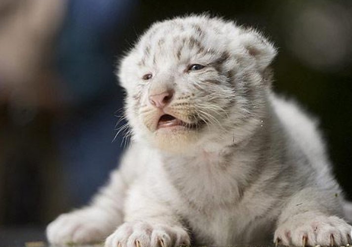 тигр альбинос детеныш. тигрята фото. амурский тигр белый тигрёнок. тигрята альбиносы. белый бенгальский тигр.