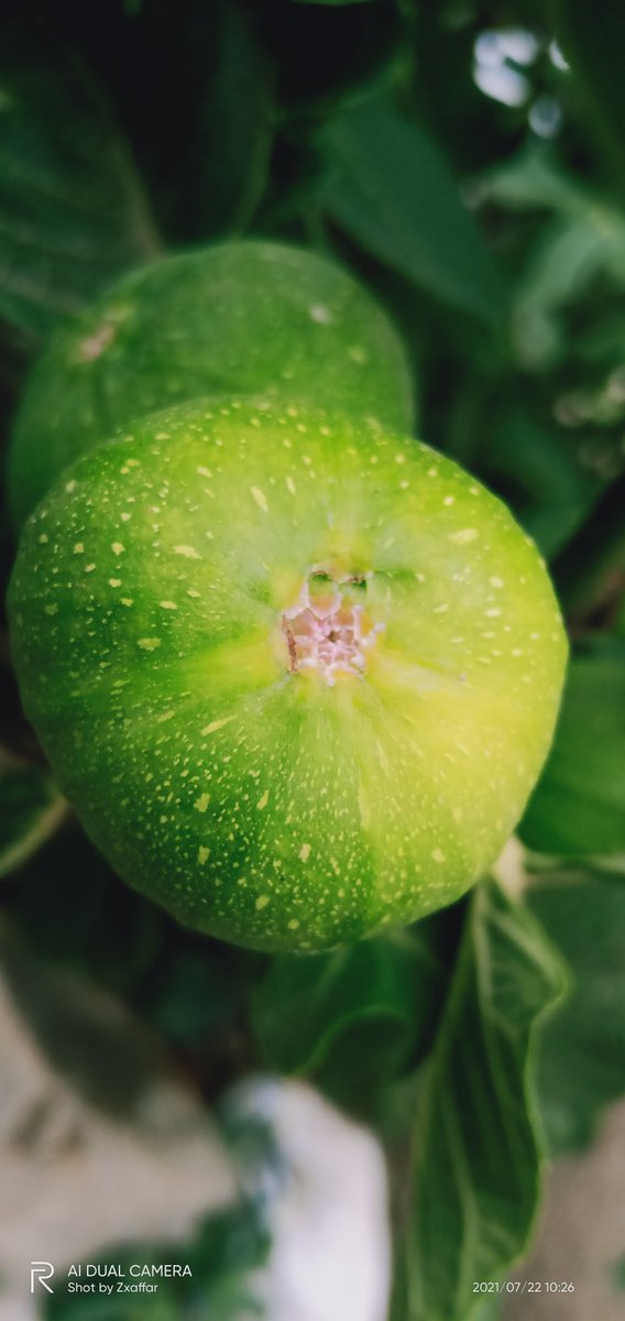 Zxaffar's tweet photo. #Ficus carica
#Moraceae
#Syconium inflorescence
#Osteolar pore https://t.co/zezeleSoiF