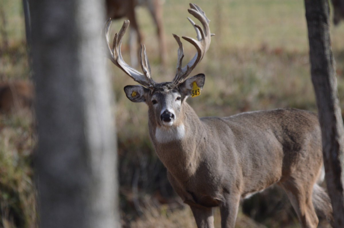 Now would ya look at this meaty fella! #whitetaildeer #bigbuck