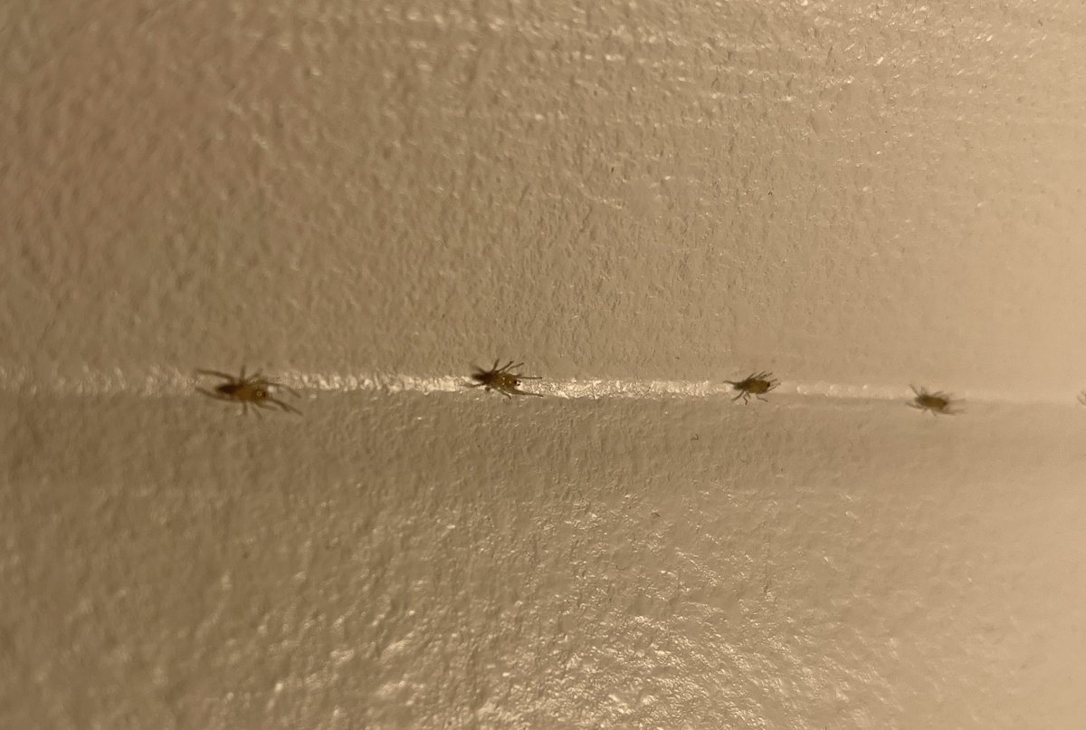 TilltheCat's tweet photo. Twitter, si tu t’y connais en #araignées, peux-tu me dire ce que sont celles-ci. Très petites. Plutôt nombreuses. Situées dans les angles murs/plafond. https://t.co/I5QJwq99A9