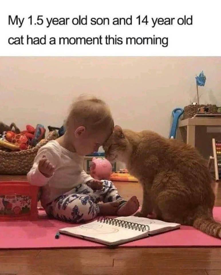 WholesomeMeme's tweet photo. https://t.co/VJdN8tS0NL