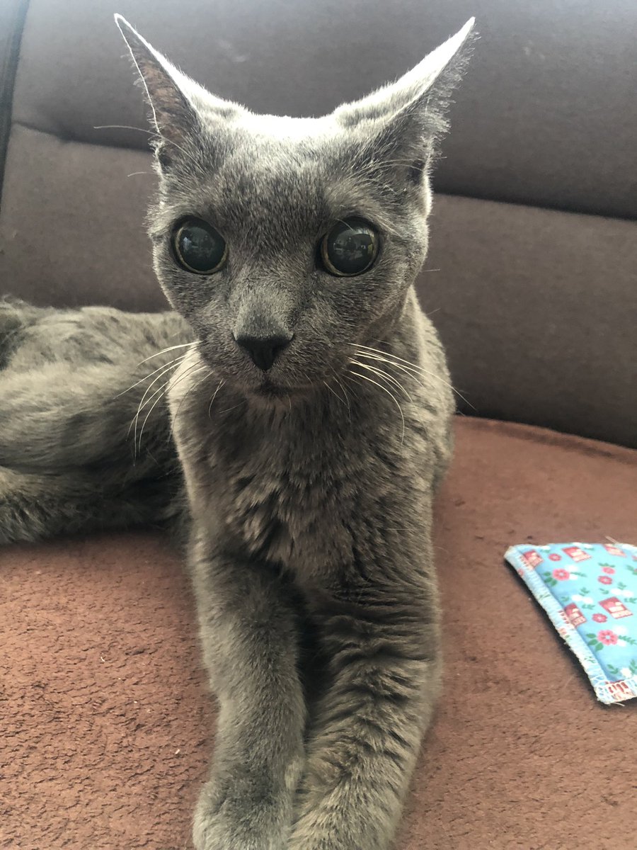 pokinotpoki's tweet photo. Rip 
2002-2021
     Toňa
She became blind in last Two days of her live and it makes me Cry when i See picture where she is blind … https://t.co/6v6hQRqNqq