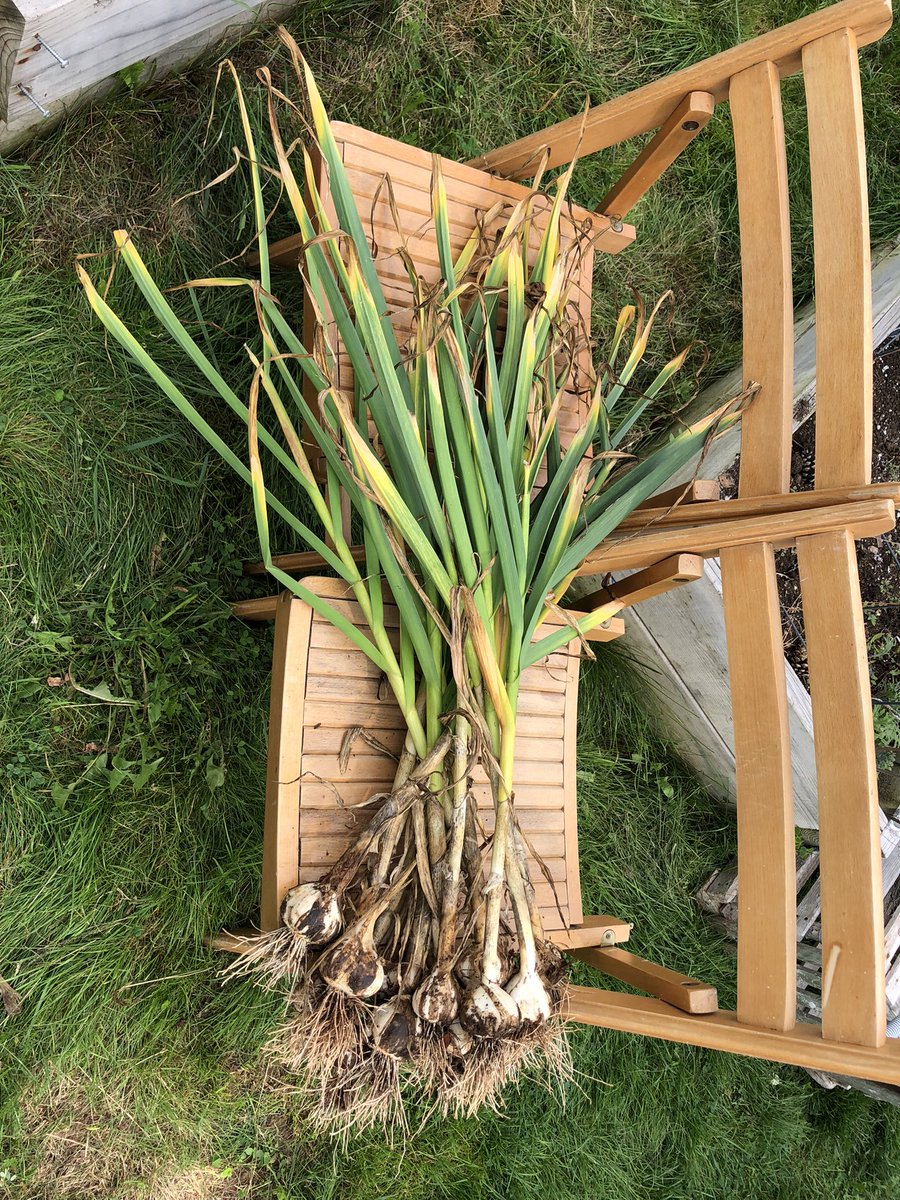 rabower's tweet image. My #garlic is exceptional this year, if I do say so myself! #homegarden
