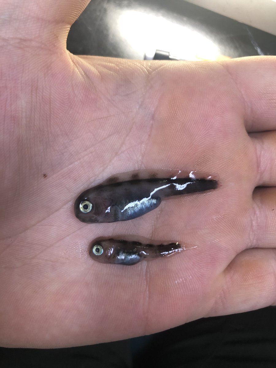 I was today years old when I found out that wolffish do NOT age well… considering they look like this as juveniles 😬 <a href="/GMEALab/">GMEALab</a> 
.
.
#arcticfish #research #gradschool #cuties