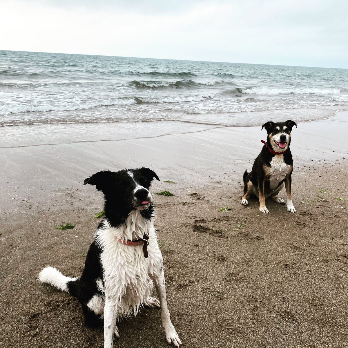 Murlio's tweet image. How happy are my #Fuzzballs #Wales 🏴󠁧󠁢󠁷󠁬󠁳󠁿