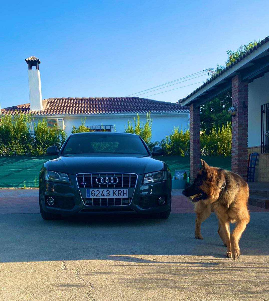 deivyd_mc98's tweet photo. 🐕 🚗 https://t.co/VvLno2z0YG