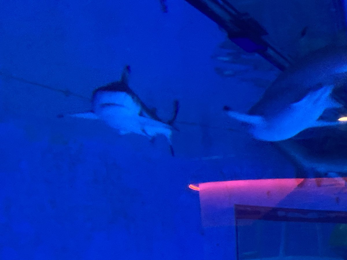 Sarah88695593's tweet photo. Great day out with the boys today at @london_aquarium really great to spend some quality time with them ππ©βπ¦βπ¦#summer #summerholidays #wefoundnemo https://t.co/ffwVnbx3p4