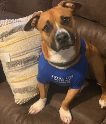 SuperPupsConshy's tweet photo. When you're about to ask your parents if it's time to head to Super Pups...

📷 credit: @littlelegleo_ https://t.co/pjNp0RrkrD