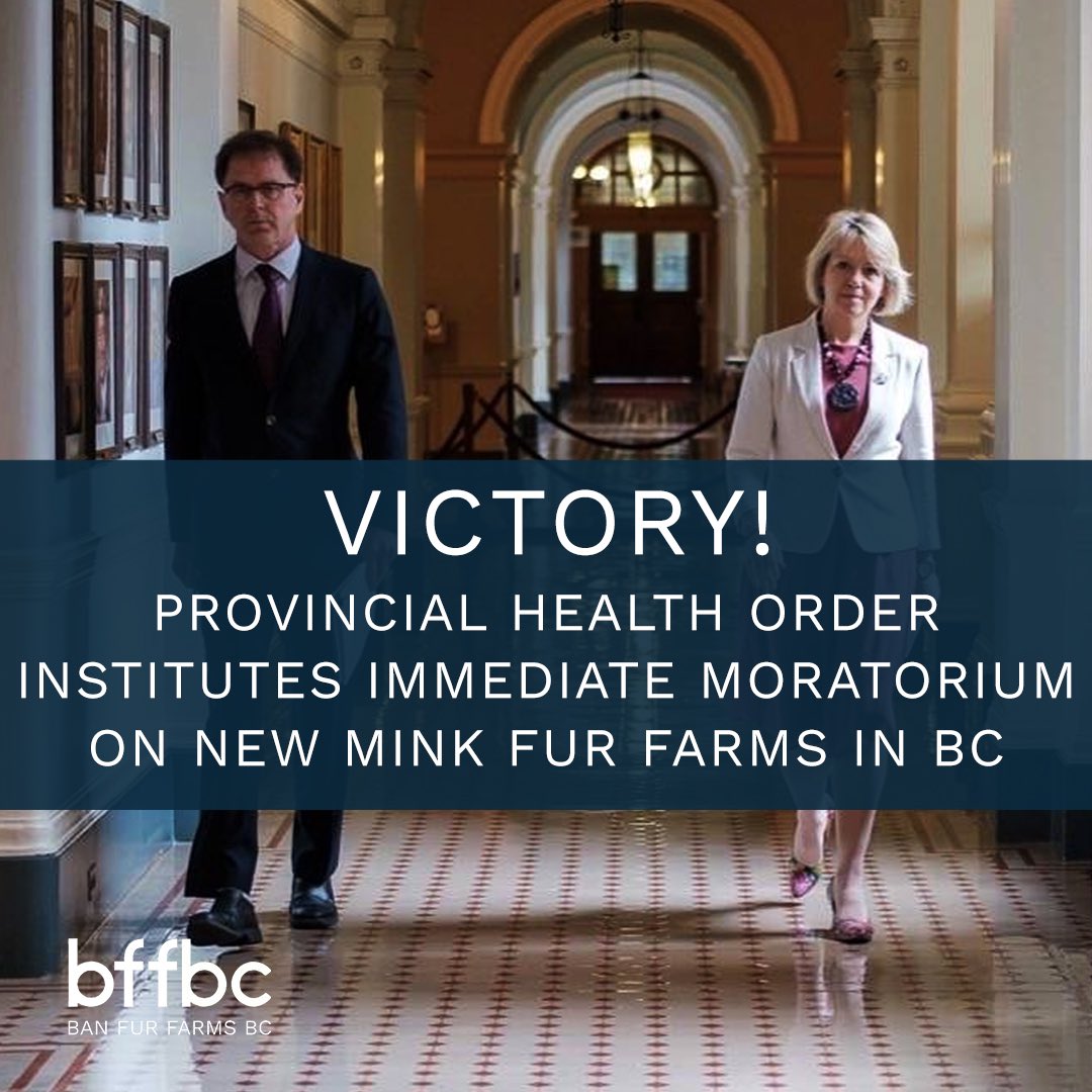 Public Health has now put in place restrictions to prevent more mink from being bred on farms &amp; a moratorium on new mink farms. This is great! But not enough.

Mink aren’t the only species of concern. The reasonable next step is to ban fur farming entirely.

#BanFurFarmsBC