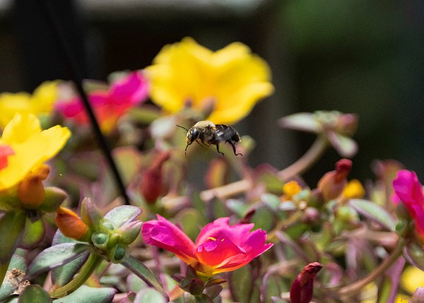 Johns_Pix's tweet photo. New artwork for sale! - "Cleared for Takeoff - Bee" - https://t.co/q2IhISKZCn @fineartamerica https://t.co/Ss0ZD7R2Fc