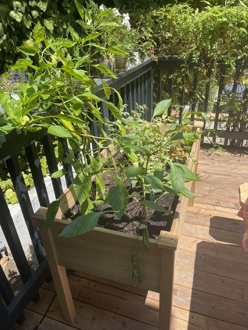 le jardin grandit https://t.co/Sc68rjqd0g