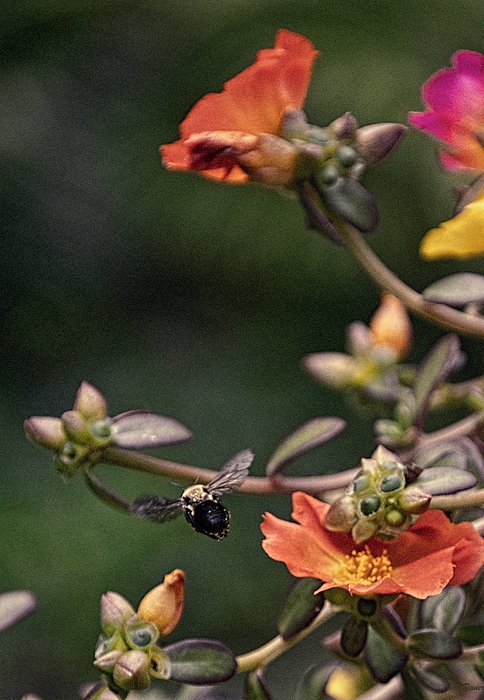 Johns_Pix's tweet photo. New artwork for sale! - "Between Flowers  - Bee" - https://t.co/CXO3UOarqN @fineartamerica https://t.co/MNfDZtonKV