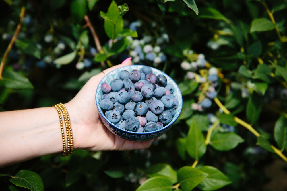 stir_vancouver's tweet photo. #GoBlueBC Taste or Travel Contest is now running until August 2
@White_Spot and @TripleOs is giving away a total of $1,000 in gift cards and @bcferries is offering the Explore Prize.
Visit https://t.co/6Avpr2W4vp to enter!
#BCBlueberries #WhiteSpot #TripleOs #BCFerries https://t.co/sI6DR3BTY5