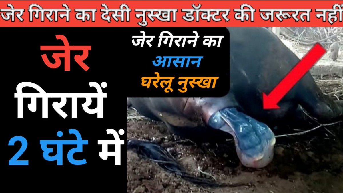 DairyFarming1's tweet photo. https://t.co/k9PW0UTJCG
अपने पशुओं की गाय भैंस की जेर गिराने का आसान एवं घरेलू नुस्खा। https://t.co/ECqRtRouqm