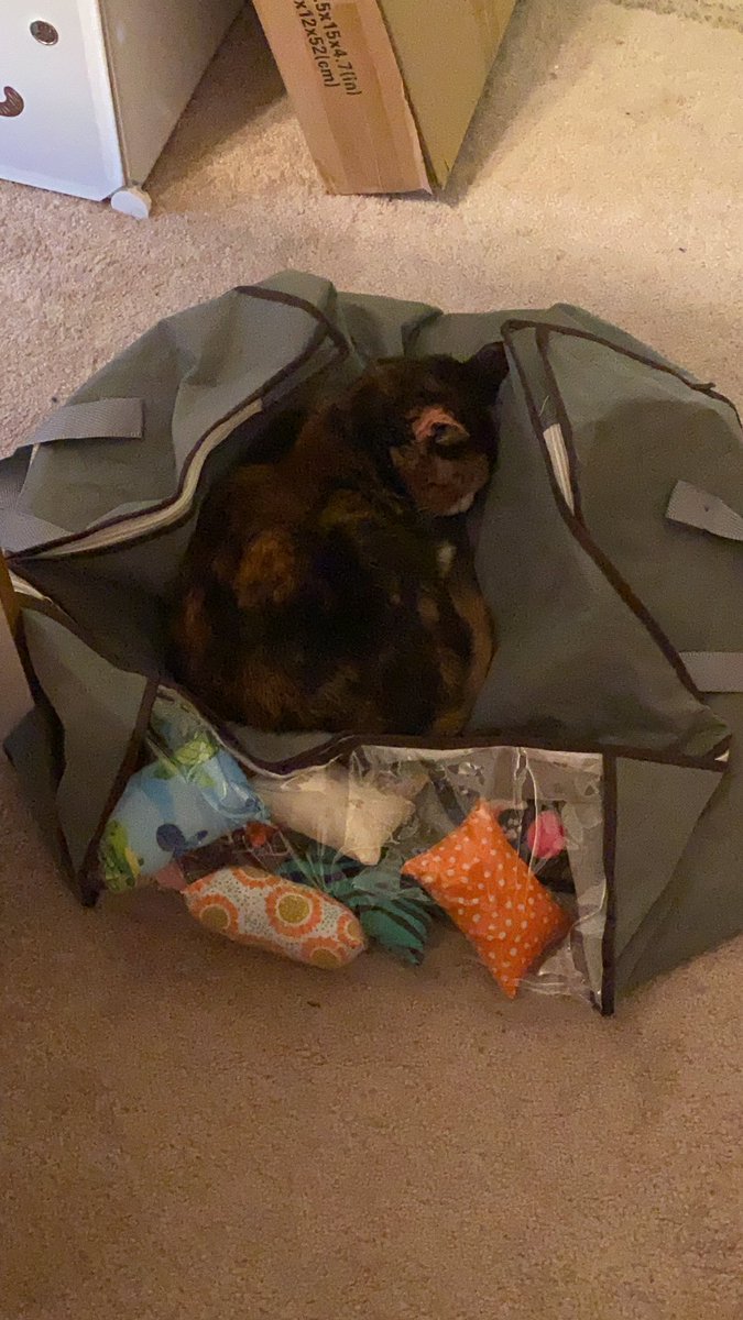 thecatnipfairy's tweet image. My oldest, Cleo (16!), is sleeping on the job again. We really gotta have another meeting about this. #sleepykitty #slacker #seniorkitty #calico