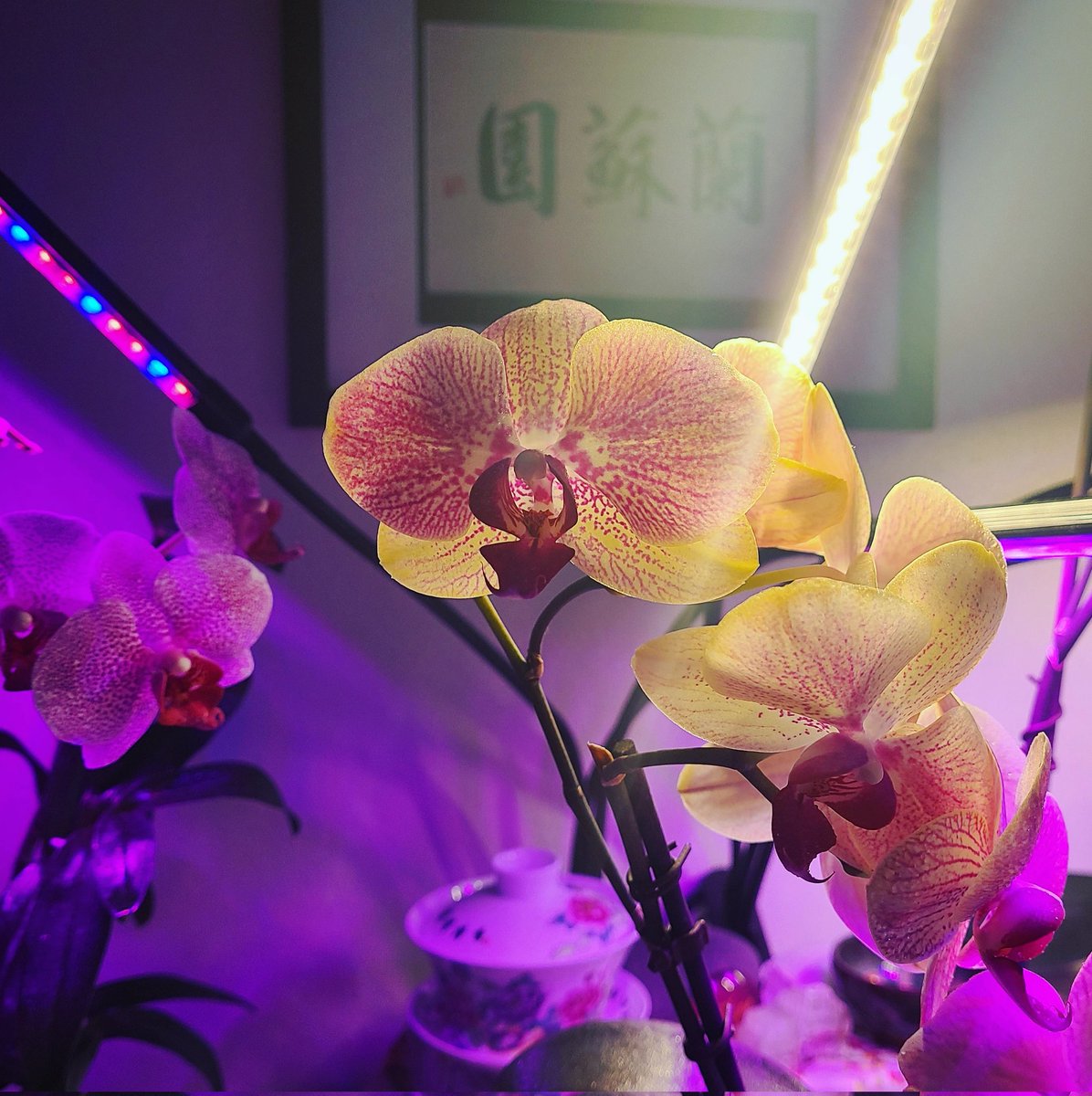 HannahCrazyhawk's tweet photo. My orchid garden continues to thrive. It was inspired by the @lansuchinesegarden
in Portland. Their name translates to, "Garden of Awakening Orchids." 
蘭蘇園 

🌸

#orchids #Chinese #gardening #IndoorBotany #GardeningTwitter #growth #love #peaceofmind #photography https://t.co/aLb0O70qLN