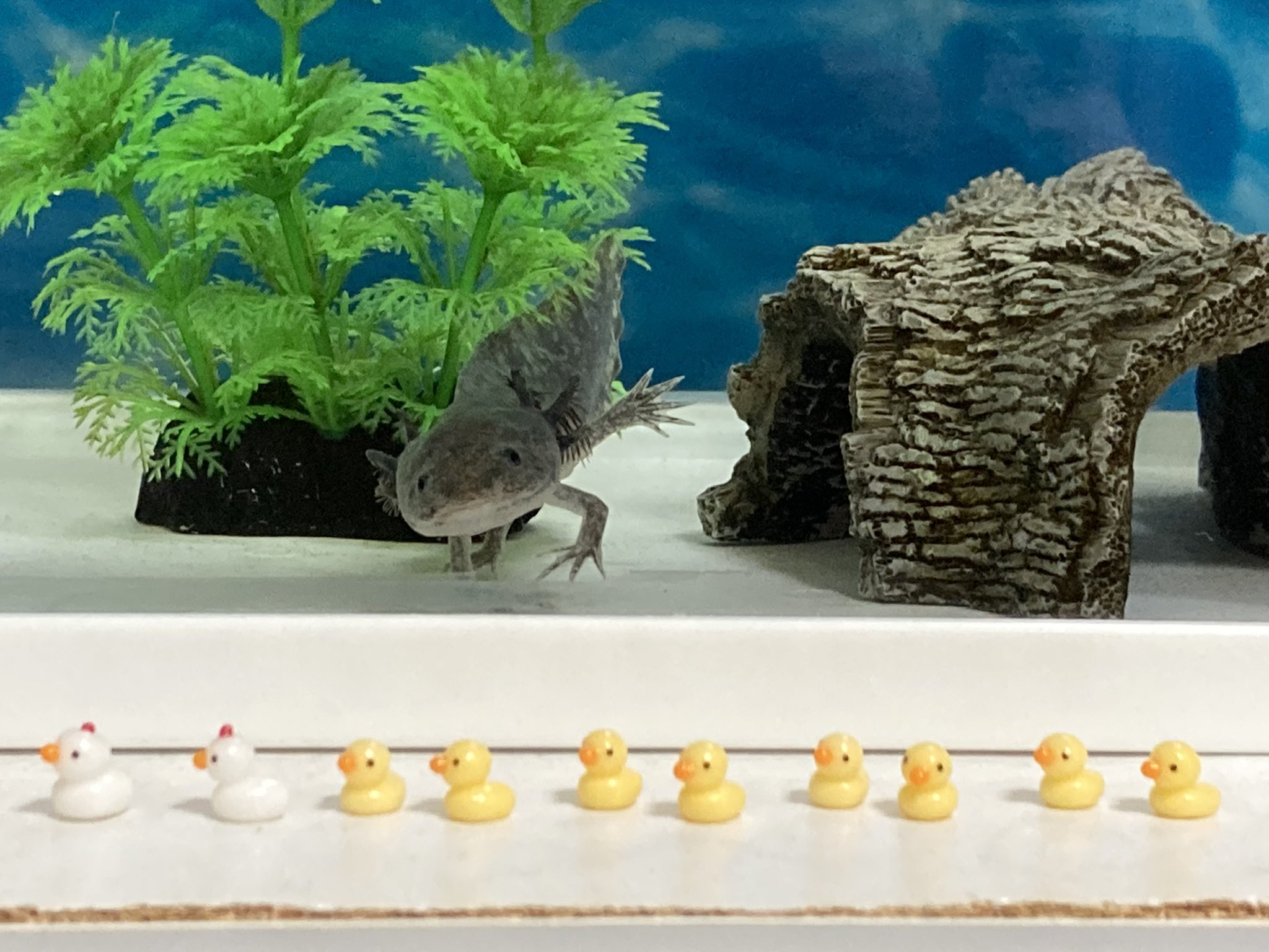 ウーパーのくろはすくん おはようございます 可愛いニワトリとヒヨコちゃん達をお迎えしたので 水槽前に飾りました また何かやってるなぁと思ってる かもしれない くろはすくんでした ウーパールーパー T Co Carpmrg3vw Twitter