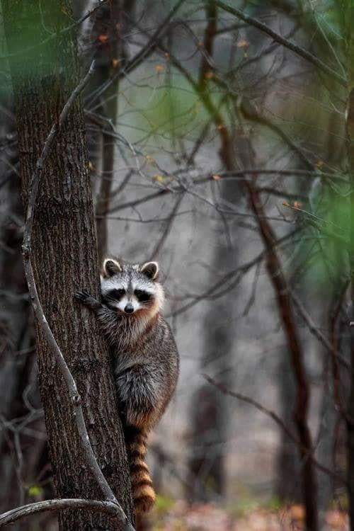 SuzanneLepage1's tweet photo. Nite nite all animal lovers 🐾💗🐾
Sweet dreams everyone 🦝😍😴💤😘 https://t.co/VgPxM9vxFD