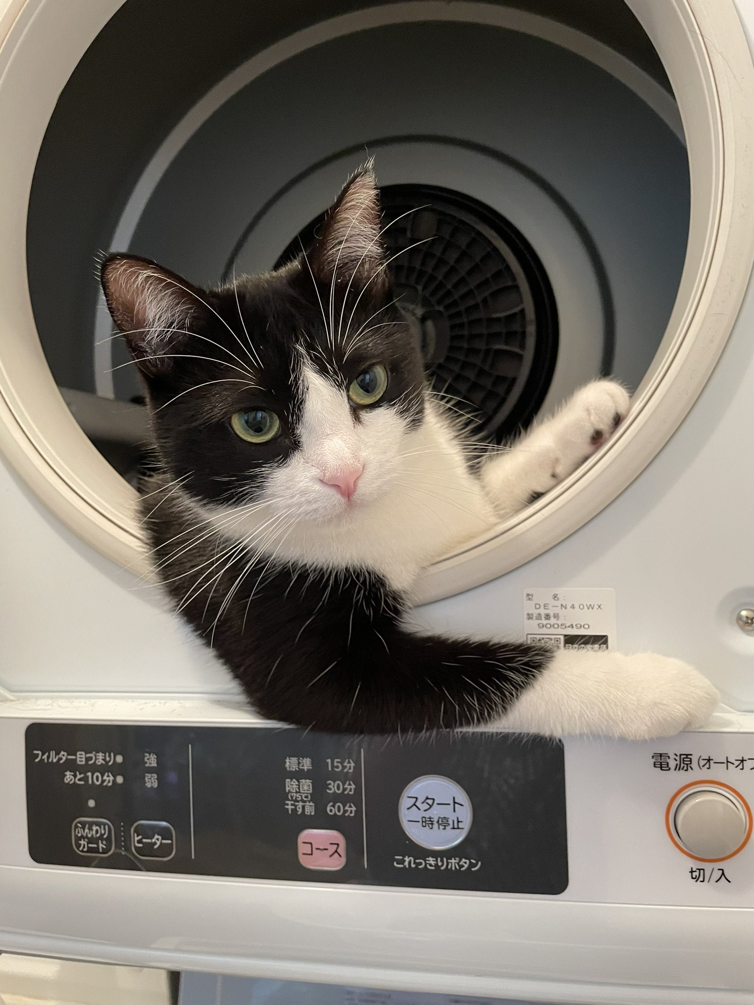 つよいねこ S 乗ってくかい T Co Bmcbt8yuhz Twitter