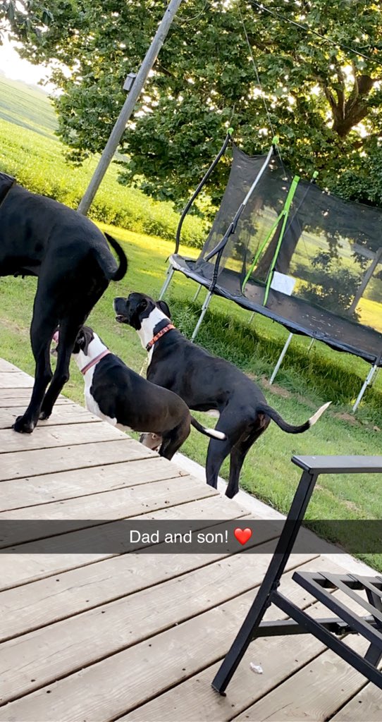 Dad &amp; Son 

#greatdanes #dad&amp;son #dogs
