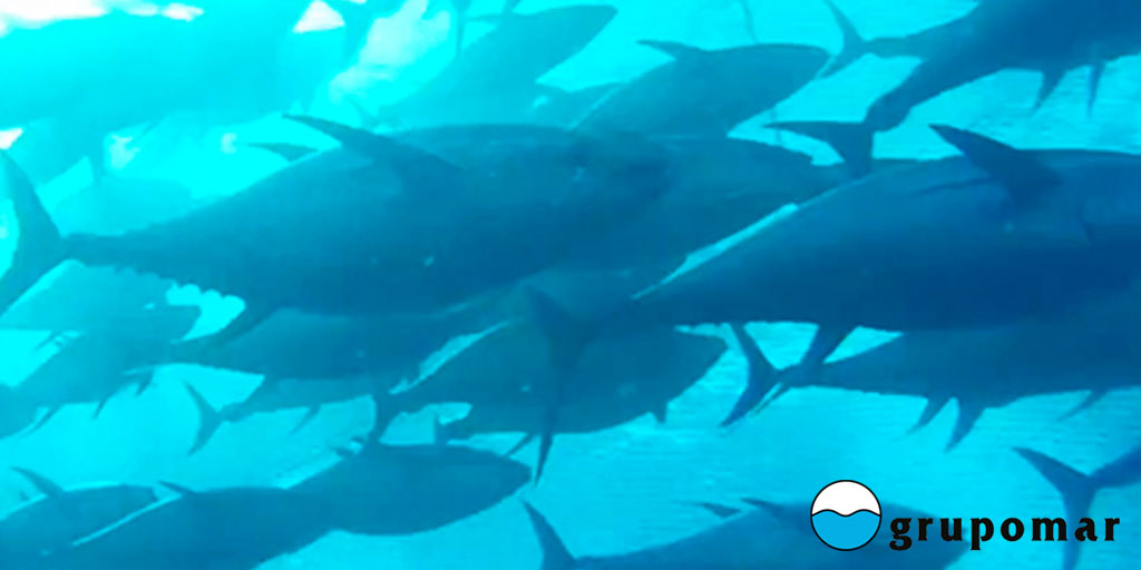 Grupomar's tweet photo. El Atún es una de las especies con mayor migración ya que puede llegar a recorrer desde 14 a 50 km al día. 

Durante sus trayectos suele consumir al menos tres comidas, las cuales incluyen camarones, calamares e incluso hasta ejemplares más pequeños de su misma especie. https://t.co/tJsknMhb5z