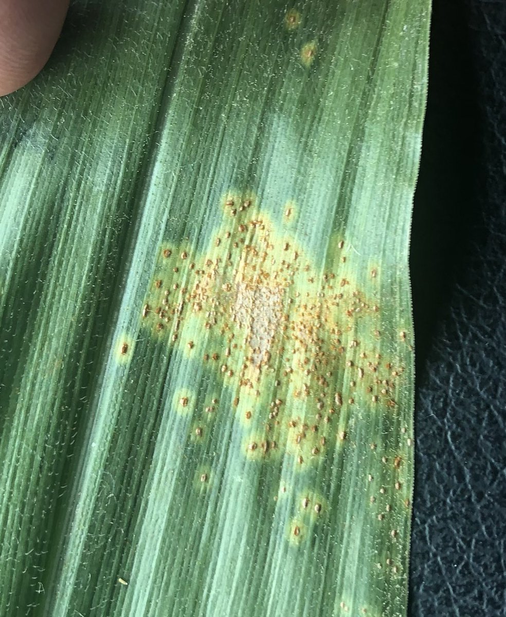 Brian Early tweet media