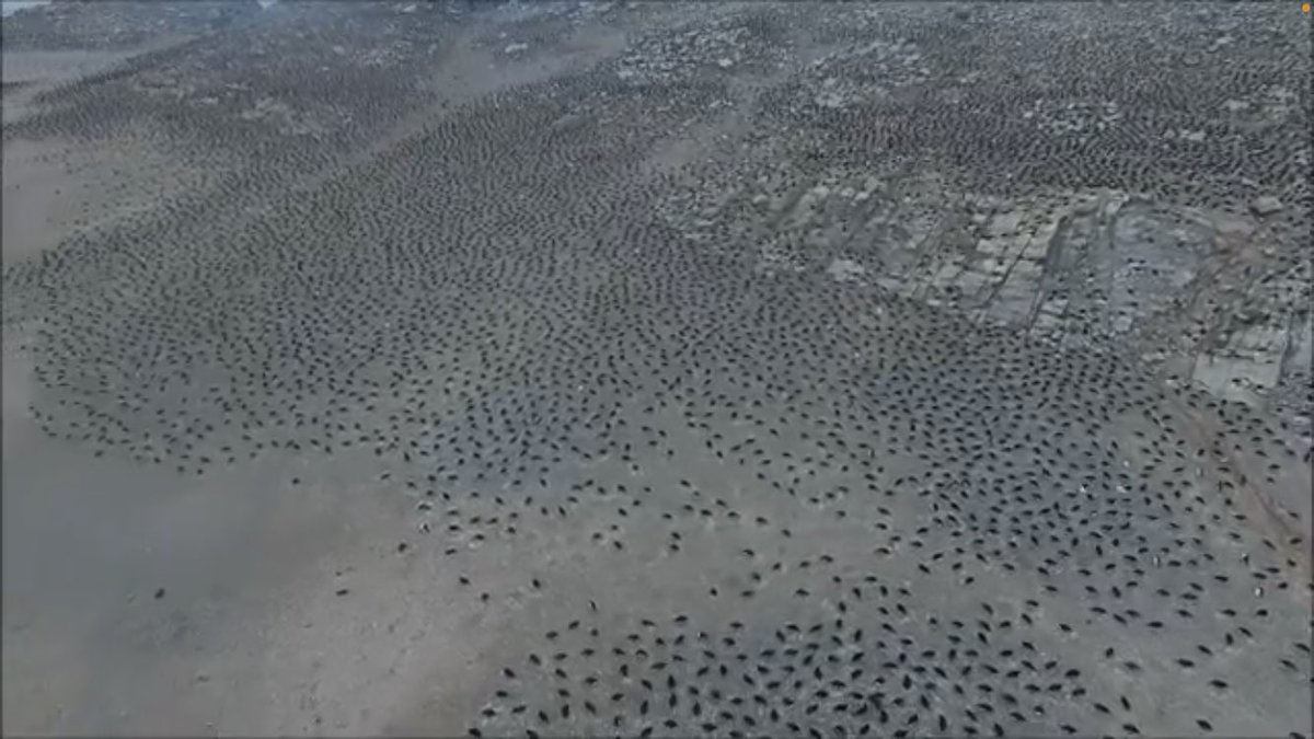 MJPolito's tweet photo. @DocHPJones @IsoDodd @LSUResearch @LSU_CCE @Nachusa @calklattgolba @TheJR @QuarkExpedition Wow!! I canβt match the rarity, but maybe I can get some points for sheer numbers. Danger Island Expedition - we counted 1.5 million Adelie penguins (drones helped). π§π§π§π§π§π§π§π§π§π§π§ https://t.co/o8uajmCa8d