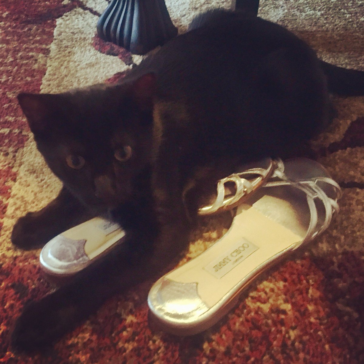 ScorpioLisaM's tweet photo. Sisko, please donโt eat my Jimmy Choos. #CatsOfTwitter #Cat #jimmychoos #catsandshoes https://t.co/4Tz832s7jx