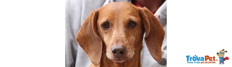 trovapet's tweet photo. #BassottoTedesco femmina di 8 anni e 11 mesi in adozione a #Milano https://t.co/PRgz0T2wQH https://t.co/TxqdsfIviG