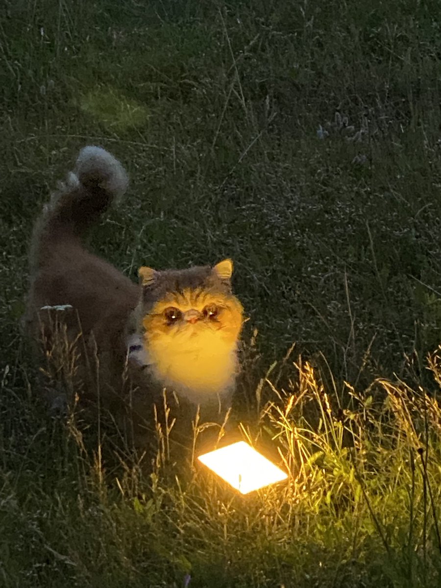 ronald has a side quest to offer you