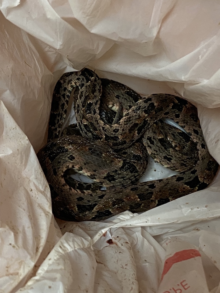 ÚLTIMA HORA:
No (repito, NO) necesitamos que traigan las serpientes al Servicio de Emergencias para identificarlas o saber si son venenosas.
Gracias.
#EMcases #CostaRicanEM