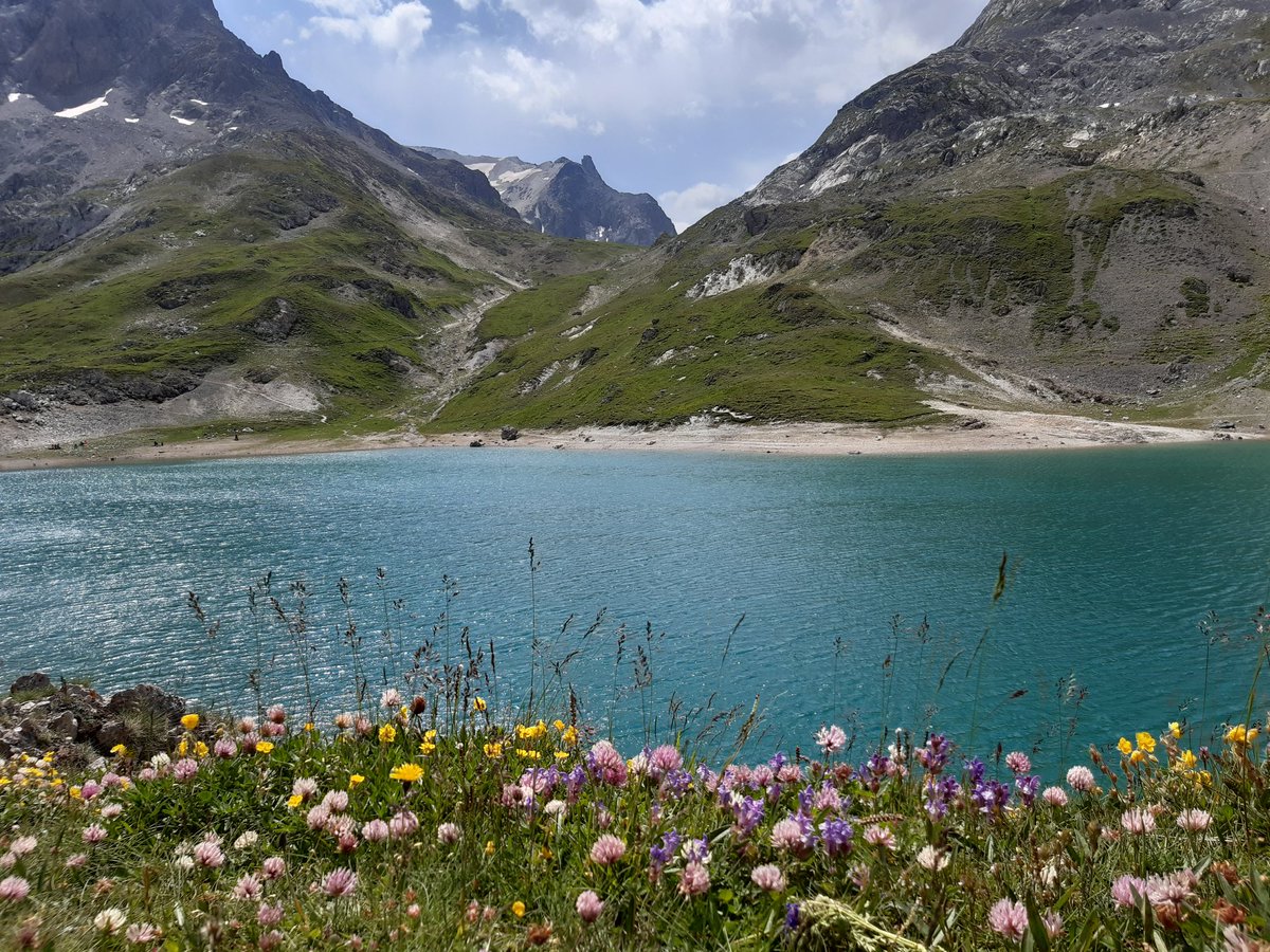 LouPiccoloEdits's tweet image. You can&apos;t tell, but I had to lie on my tummy to get both the flowers and the mountains into this shot. The things I do for you #edibuddies... #stetwalk #frenchalps #valloire