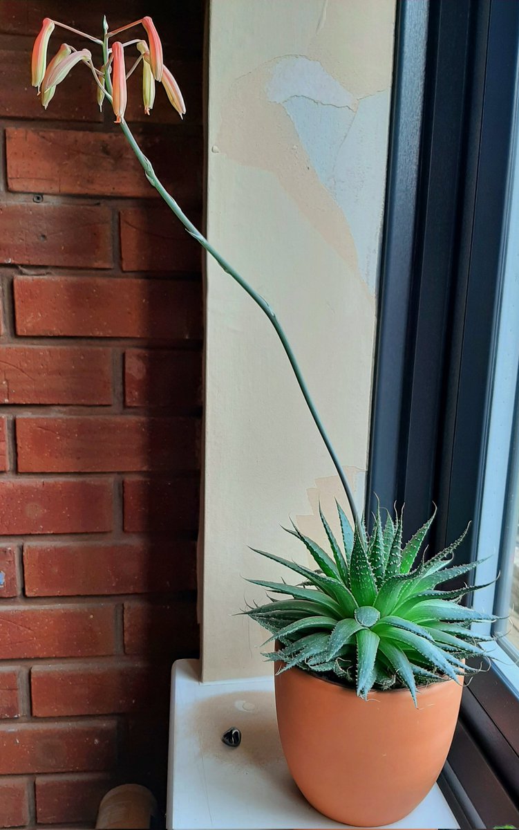 CreenCharlotte's tweet photo. Happy #HousePlantHour 🪴 Here's my Lace Aloe or Aloe aristata putting on a nice flower show this week 🤩 https://t.co/oDnL0U6ovA