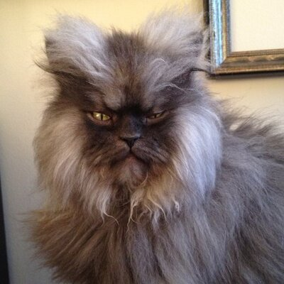 gattocciao's tweet photo. @bourne0513 π€£how about this one?
the late #ColonelMeow https://t.co/Q2XxHJHOva