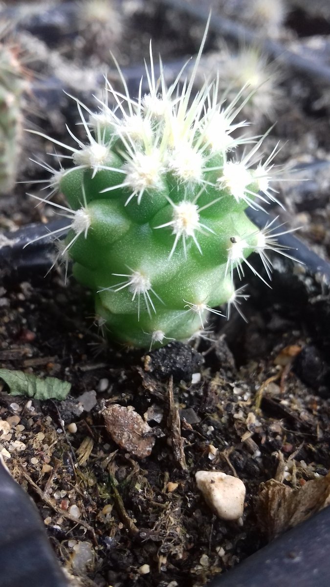 Rickretweets's tweet photo. The cactus seedlings I sowed last summer have finally started to bulk up a little, I think I may have been severely under-watering them, same with my lithops, haven't killed them but they don't seem to be growing. #HouseplantHour #IndoorBotany #BlackBotanistsWeek2021 https://t.co/Mryvo7bxlo