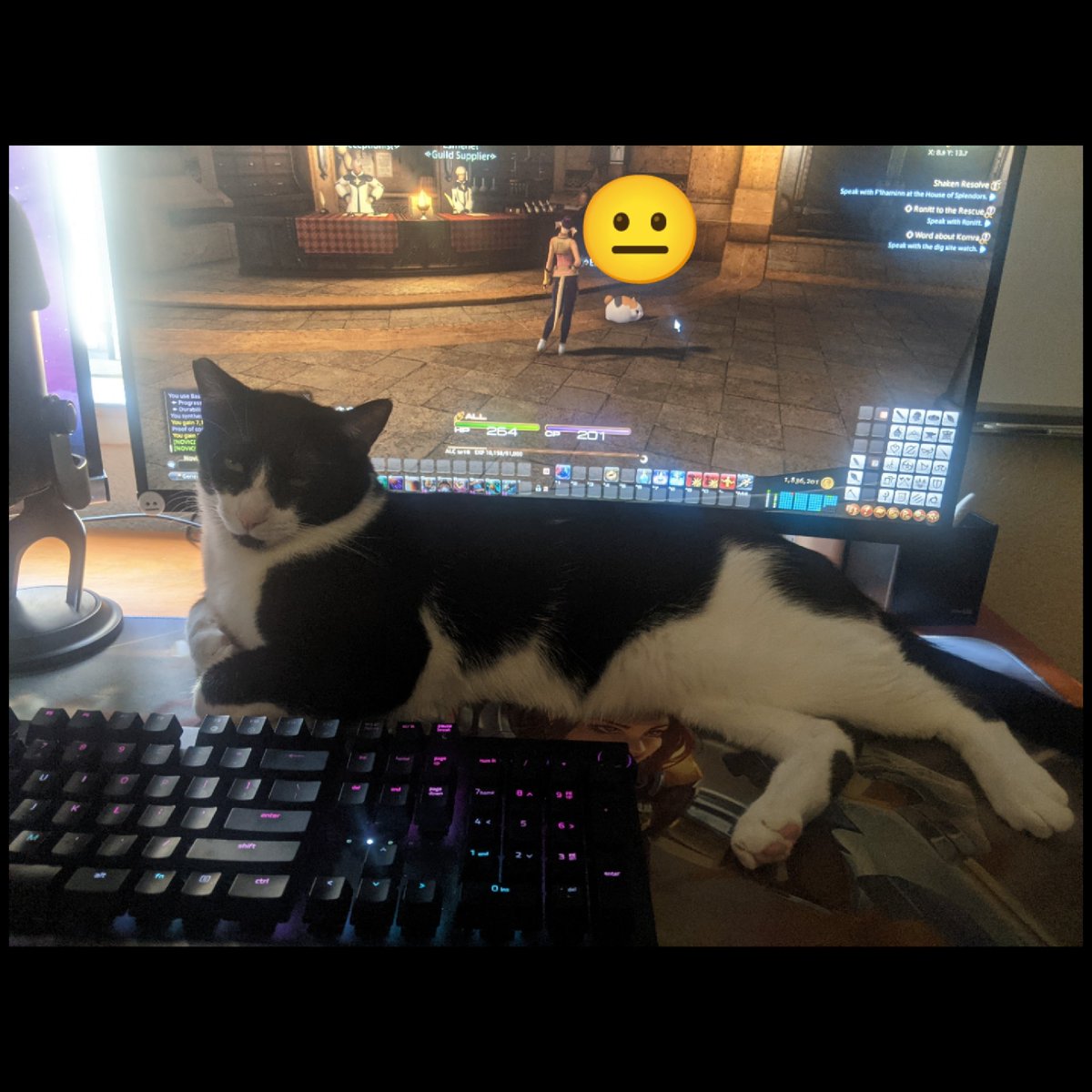 BuhlooPanda's tweet photo. Anyone want a cat? Just kidding I love my brat 🥰 he makes it a pain to play though. #CatsOfTwitter #ffxiv https://t.co/4426dddVbn