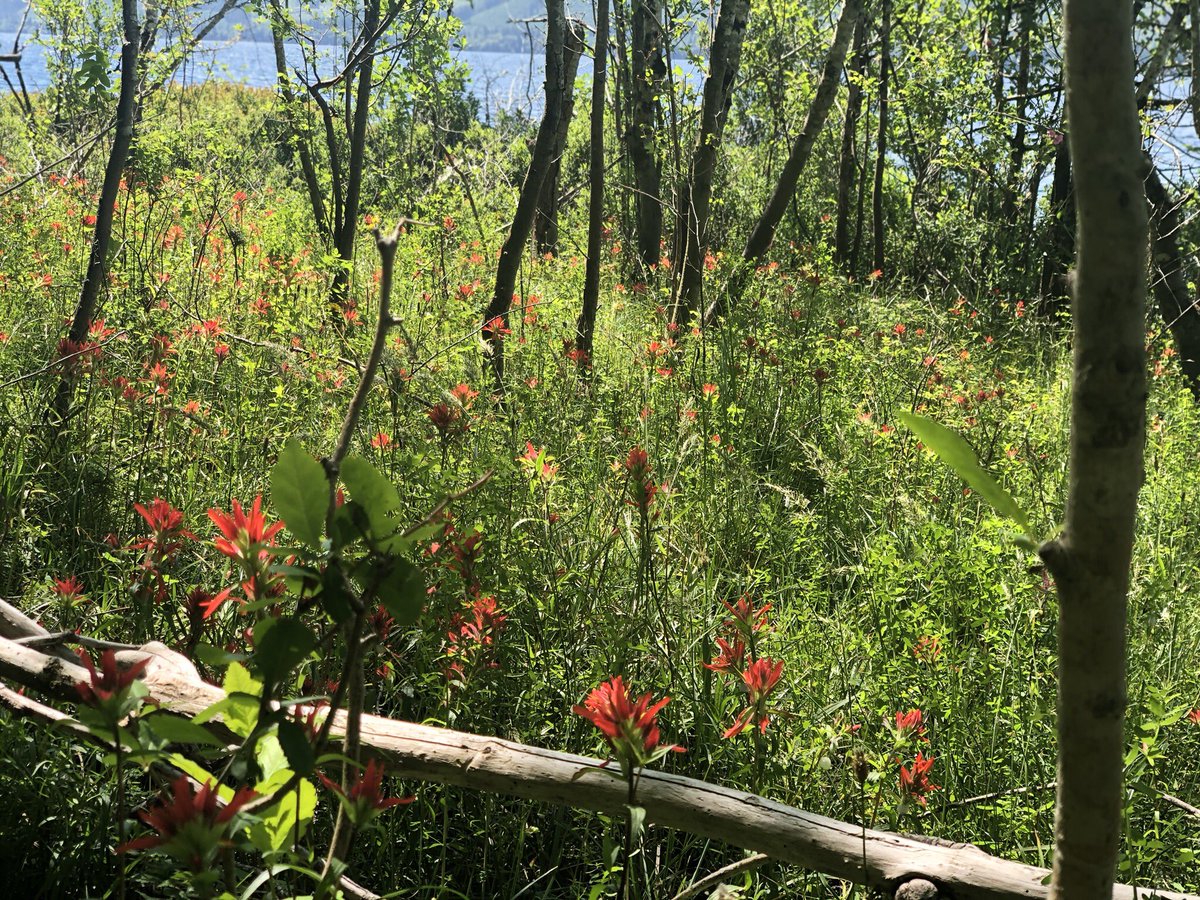 Jennifer_Grenz's tweet photo. @DocHPJones Shore of Lake Cowichan. Shoreline healing and recovery of Indian Paintbrush. https://t.co/2rNVB3nssJ