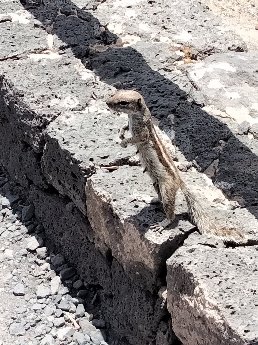 tonimesan's tweet photo. Chip o Chop?#Fuerteventura https://t.co/PXz3zRoM1h
