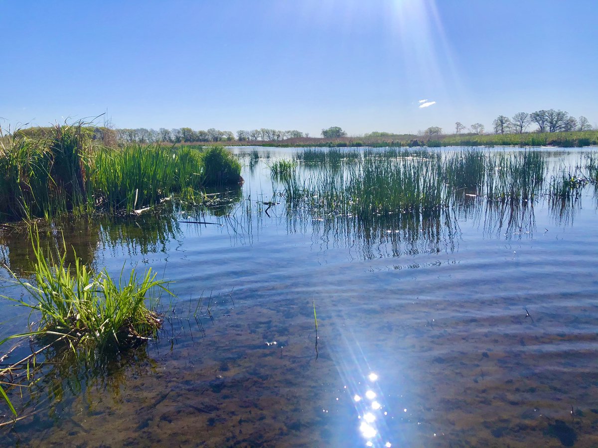 calklattgolba's tweet photo. As beautiful as Nachusa is, there is nothing that beats wadering up and tromping through the wetlands :) https://t.co/zK3ySY2UDR
