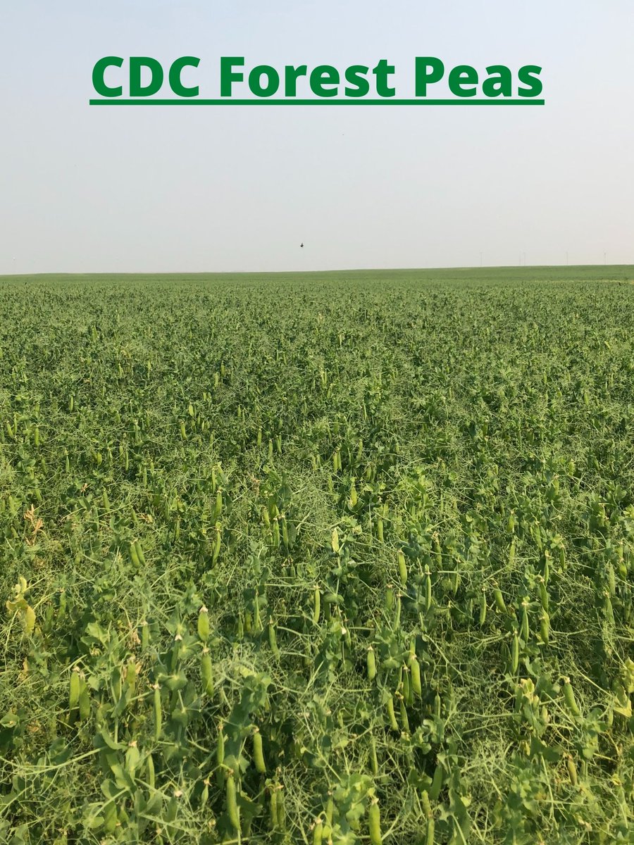 chinridge's tweet photo. Here's a few pictures of a couple pea fields I took today. Peas are coming along and standing well under irrigation. #AACChrome #CDCForest https://t.co/cOB4iI69Cu