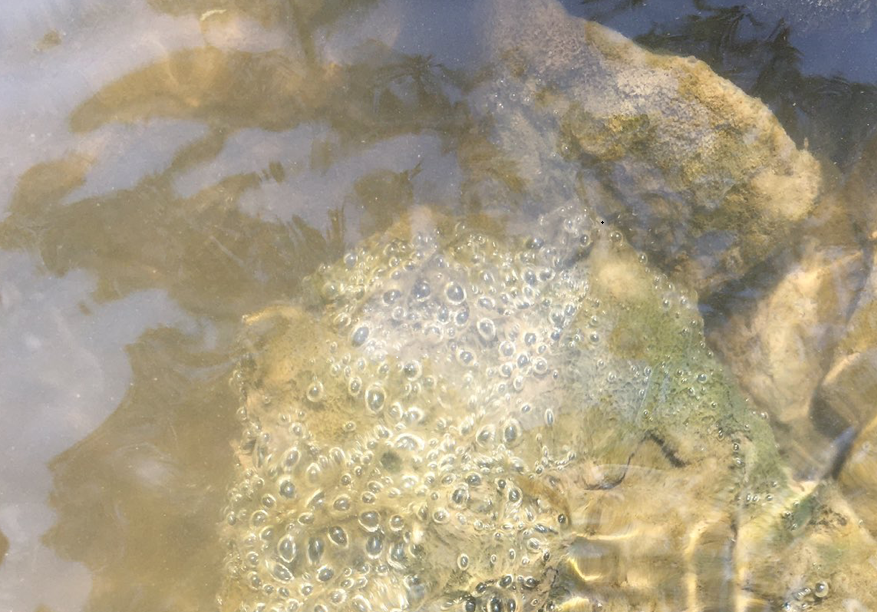 Iowa WQIS tweet media