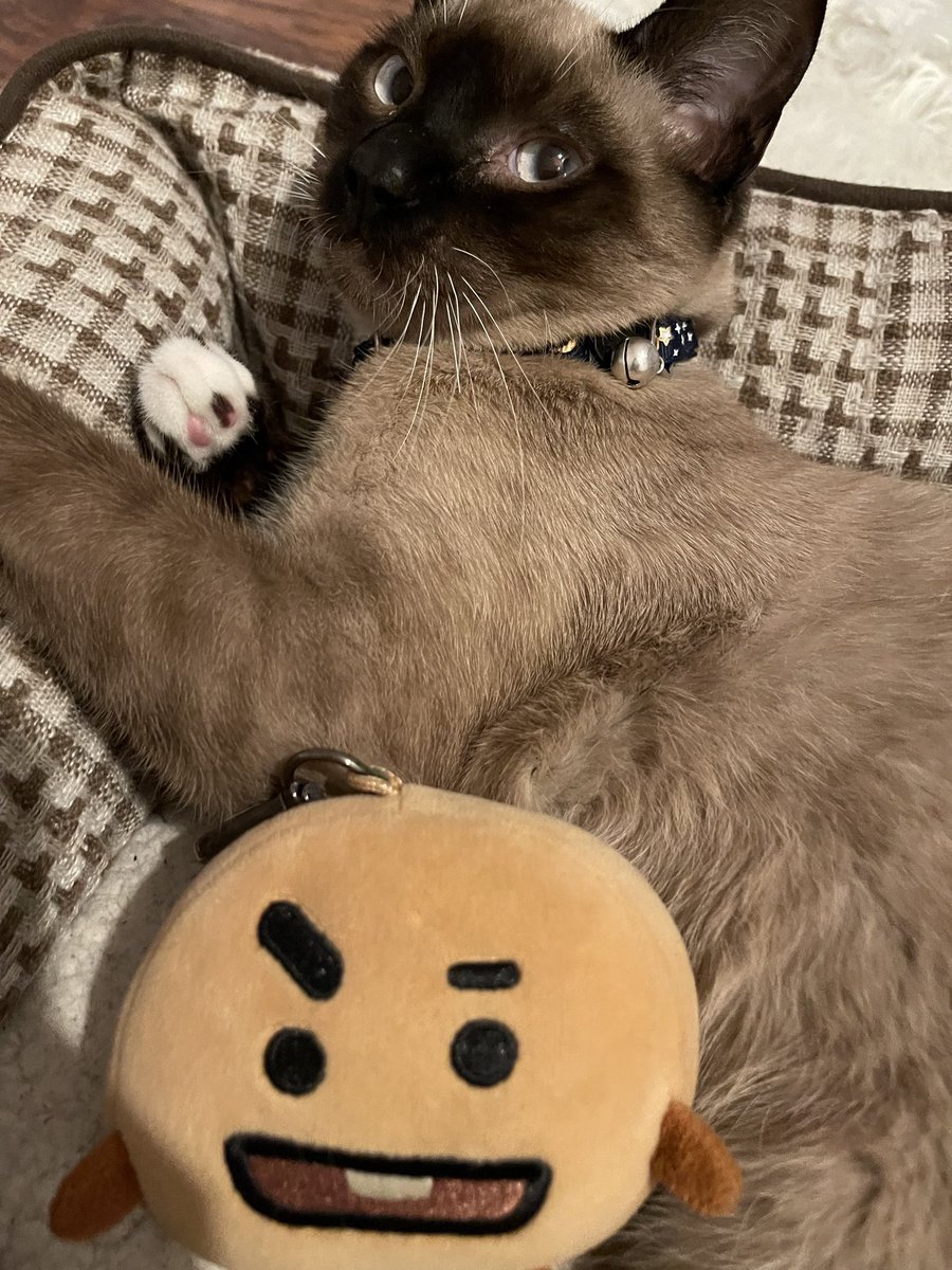 AdventureShooky's tweet photo. Hello oomfs!! I finally adopted my first kitty!! I’ve been raising him this whole time I’ve been gone and he’s so big now^^ https://t.co/eJ8jVKbDnE