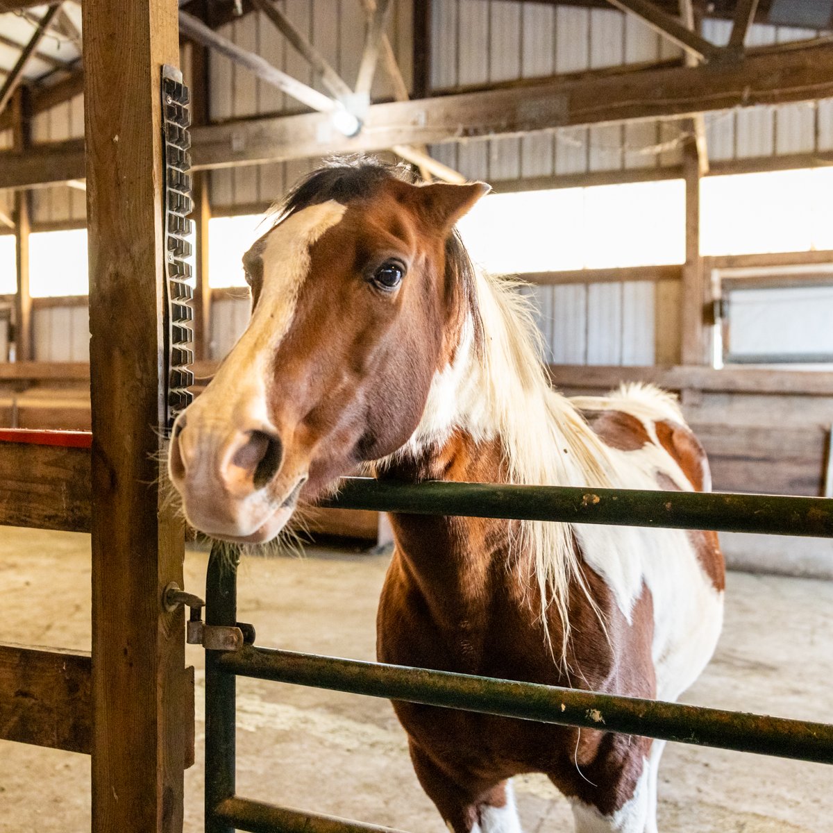 EquineAudio's tweet photo. Horses can show their love with simply a look. We want to show ours with sound. #EquineAudio #BarnAudio #BarnAudioSystem #AudioSystemInstallation https://t.co/ptXZW337Xk